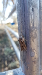 Endoxyla amphiplecta