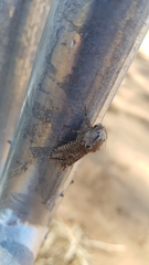 Endoxyla amphiplecta