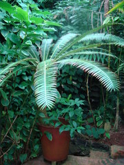 Dioon