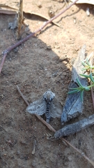 Endoxyla amphiplecta