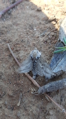 Endoxyla amphiplecta