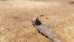 Endoxyla amphiplecta