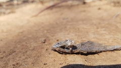 Endoxyla amphiplecta