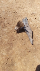 Endoxyla amphiplecta