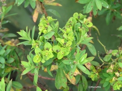 Euphorbia esuliformis