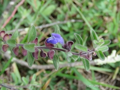 Scutellaria potosina