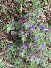 Scutellaria potosina