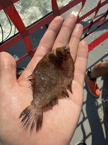 Fringed flounder (Etropus crossotus) — Paralichthyidae — 5