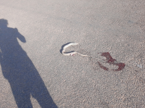 Wagler's Snake