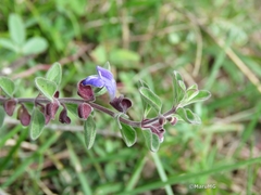 Scutellaria potosina