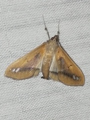 Diaphania fumosalis