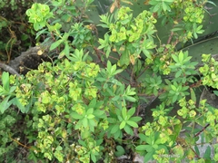 Euphorbia esuliformis