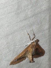 Diaphania fumosalis