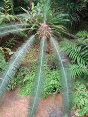 Dioon
