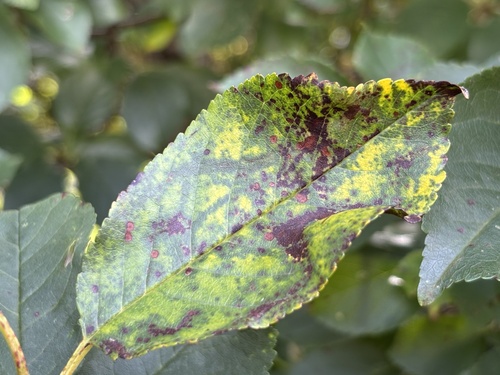 Blumeriella jaapii, 2025-09-22