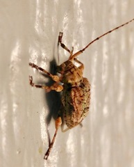 Leptostylus asperatus