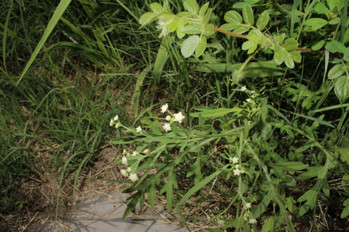 Parthenium bipinnatifidum, photograph 6