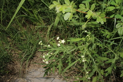 Parthenium bipinnatifidum, photograph (c) Rodolfo Maximiliano Gutiérrez-Sánchez, some rights reserved (CC BY)