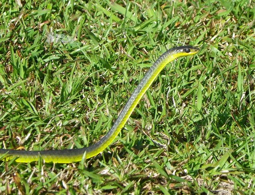 Common Tree Snake sighting
