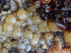 Eudistoma ritteri