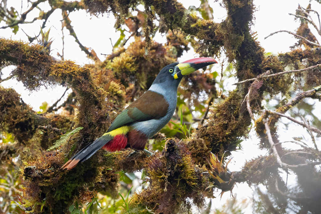 Grey-breasted Mountain-toucan