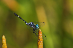 Nephepeltia flavifrons