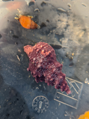 Fasciolariidae