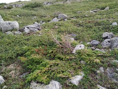 Picea jezoensis jezoensis