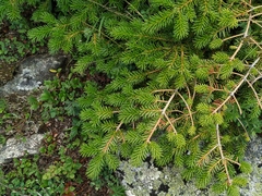 Picea jezoensis jezoensis