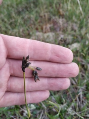 Scirpus maximowiczii