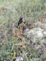 Scirpus maximowiczii