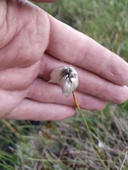 Eriophorum humile