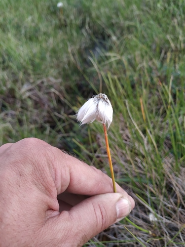 Eriophorum humile