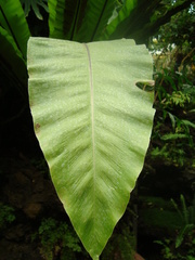 Asplenium antiquum