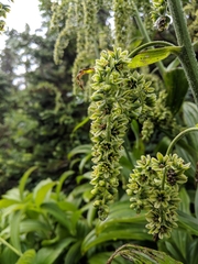 Veratrum viride eschscholtzianum