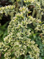 Veratrum viride eschscholtzianum