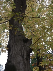 Carpinus tschonoskii