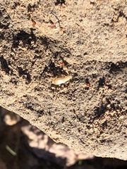 Nicoletiidae