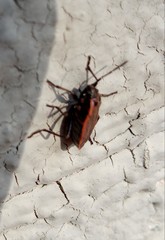 Pyrrhocoris sibiricus
