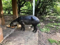 Tapirus