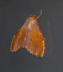 Heterorta plutonis
