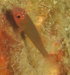 Face-Stripe Pygmy Goby photo 4