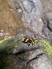 Dendrobates