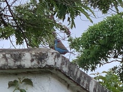 Uraeginthus bengalus