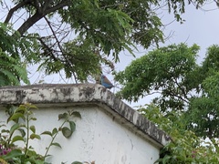 Uraeginthus bengalus