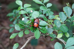 Cyrtotrachelus thompsoni