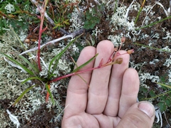 Claytonia acutifolia
