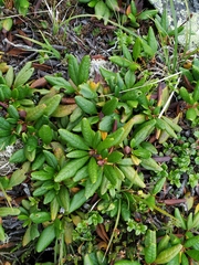 Rhododendron aureum