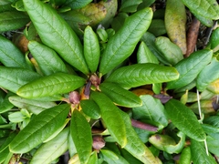Rhododendron aureum