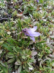 Campanula dasyantha